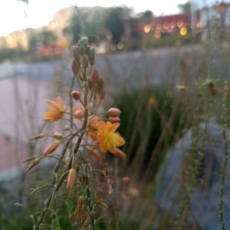 Plant image Bulbine frutescens