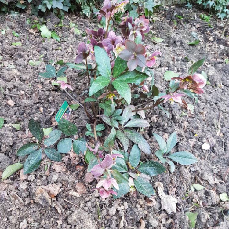 Plant image Helleborus x ballardiae 'Coseh 810' (HGC Series) syn. Helleborus x ballardiae 'HGC Merlin'