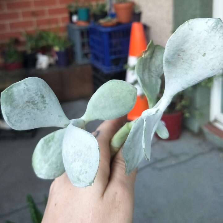 Plant image Cotyledon Orbiculata 'Silver Peak'