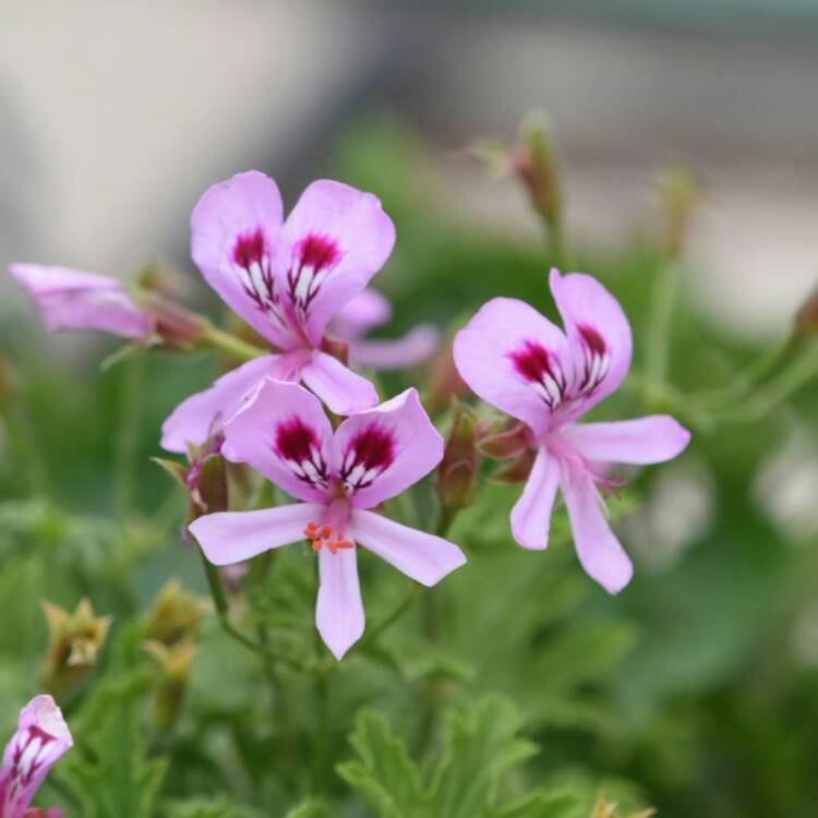 Pelargonium 'Citronella', Pelargonium 'Citronella' (Scented) - uploaded ...