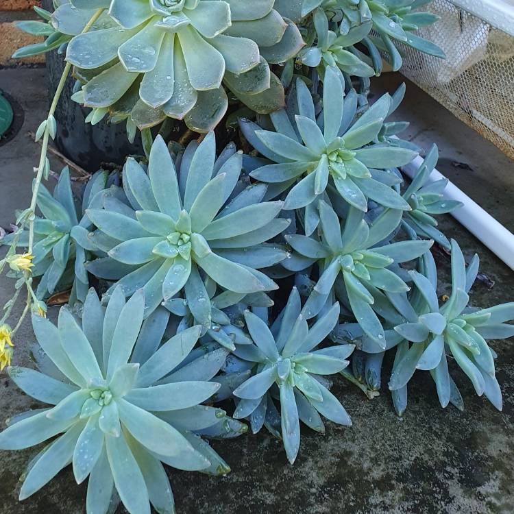 Plant image Pachyveria 'Blue Pearl'