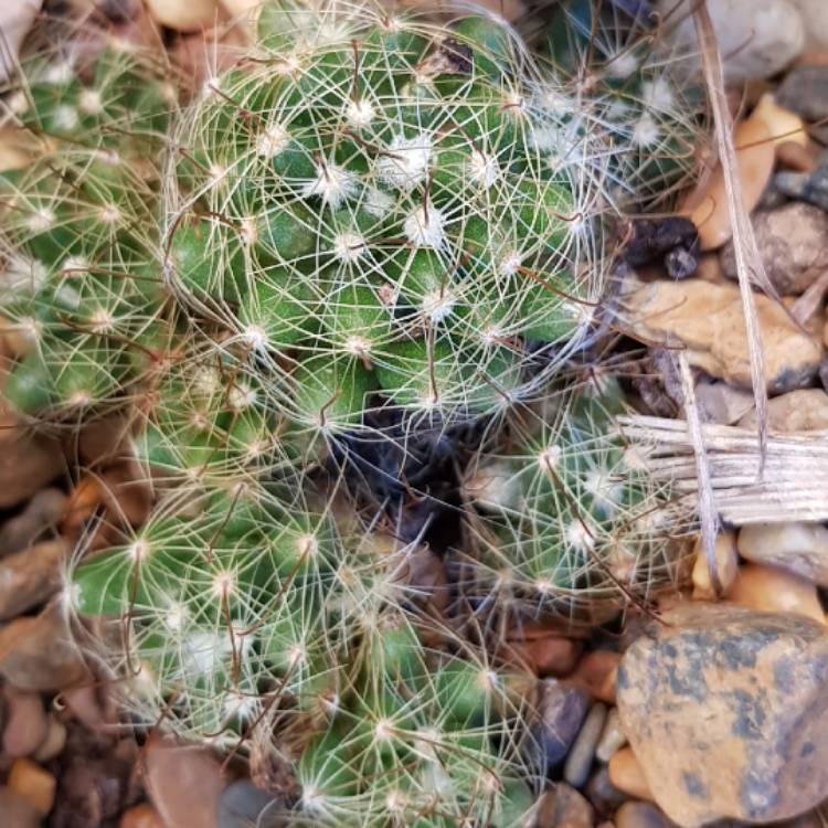 Plant image Mammillaria duwei