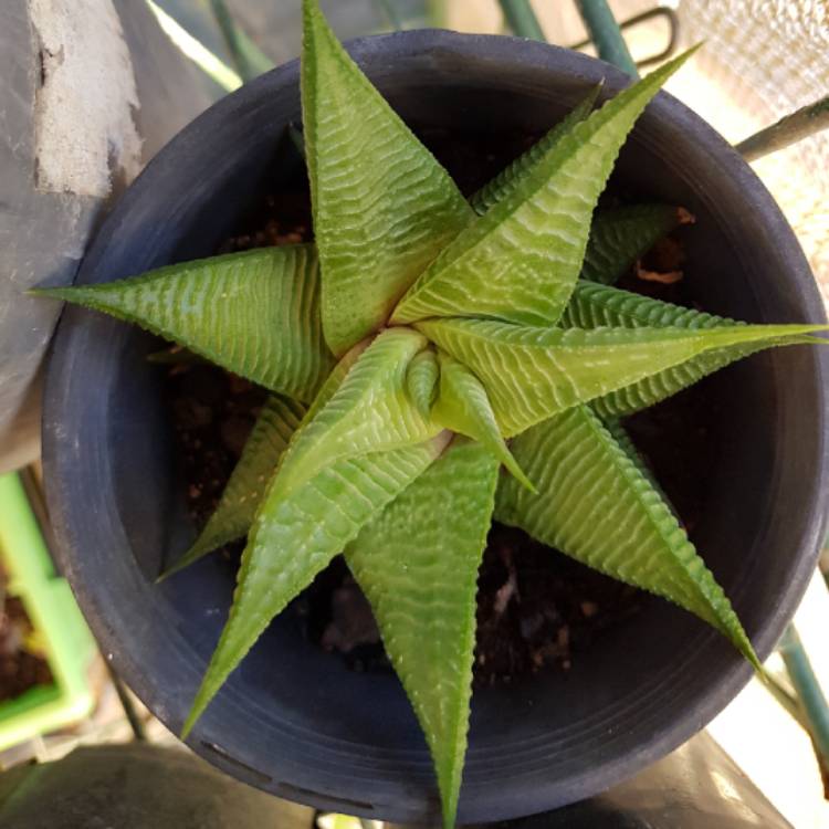 Plant image Haworthiopsis limifolia 'Spider White' syn. Haworthia limifolia 'Spider White'