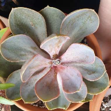 Echeveria 'Perle Von Nurnberg'