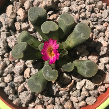 Frithia Pulchra