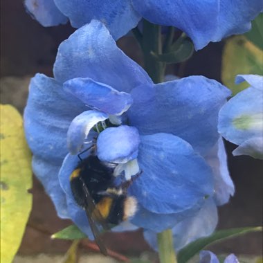 Delphinium elatum 'Summer Skies'