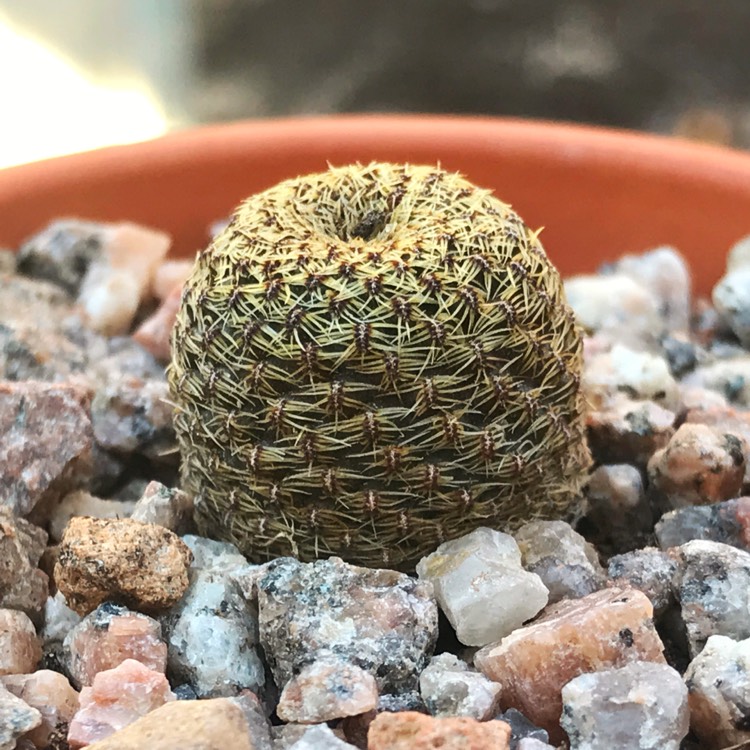 Plant image Rebutia heliosa var. cajasensis