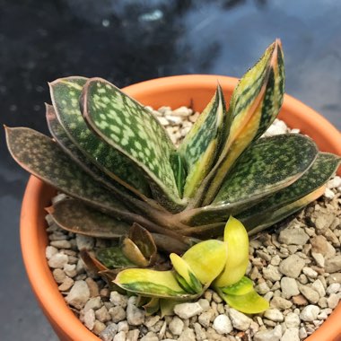 Gasteria Marmorata