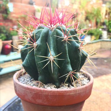 Ferocactus Stanesii syn. Ferocactus stainesii : Ferocactus pilosus ; Ferocactus pringlei