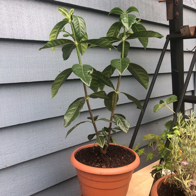 Plant image Gardenia jasminoides 'Professor Pucci'