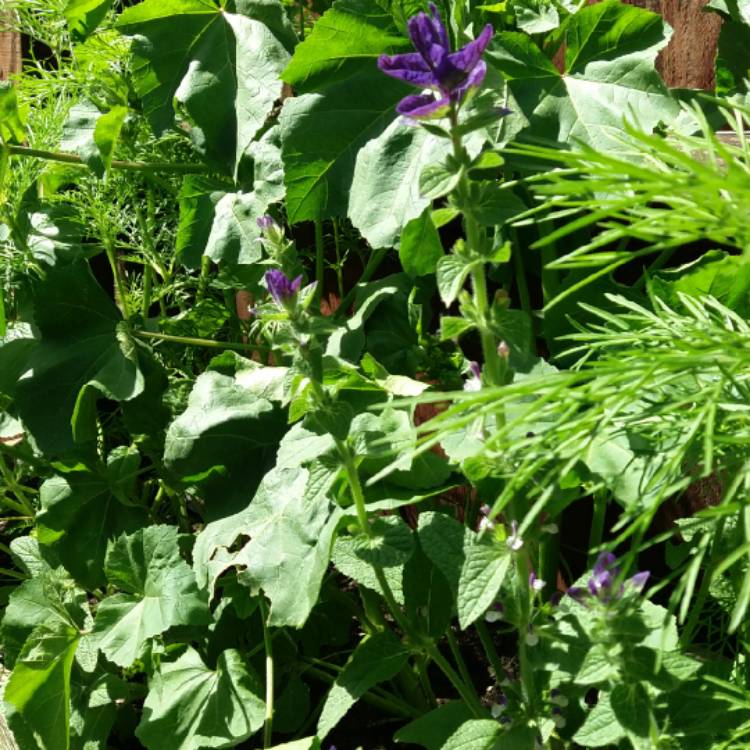 Plant image Salvia horminum 'Oxford Blue' syn. Salvia viridis