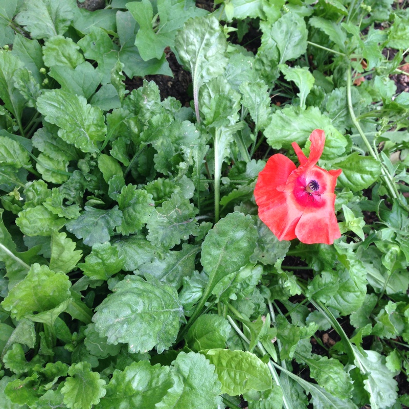 Flanders Poppy