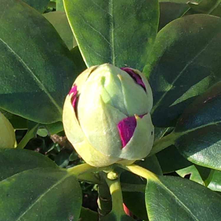 Plant image Rhododendron 'Delta'