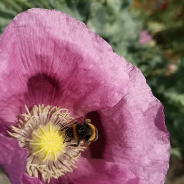 Oriental poppy 'Patty's Plum'