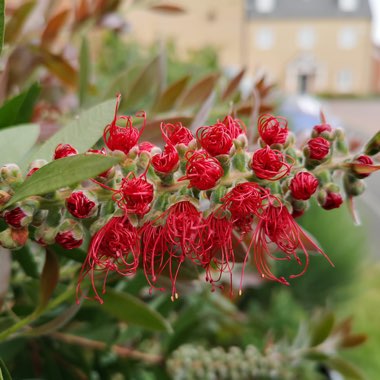 Bottlebrush