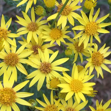 Common Ragwort