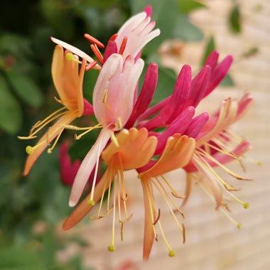 Honeysuckle 'Belgica Select'