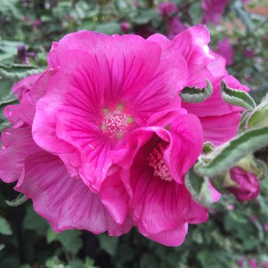 Hollyhock