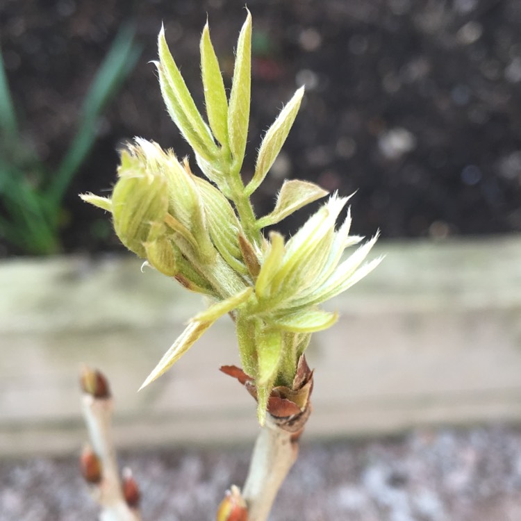 Plant image Wisteria venusta 'White Silk'