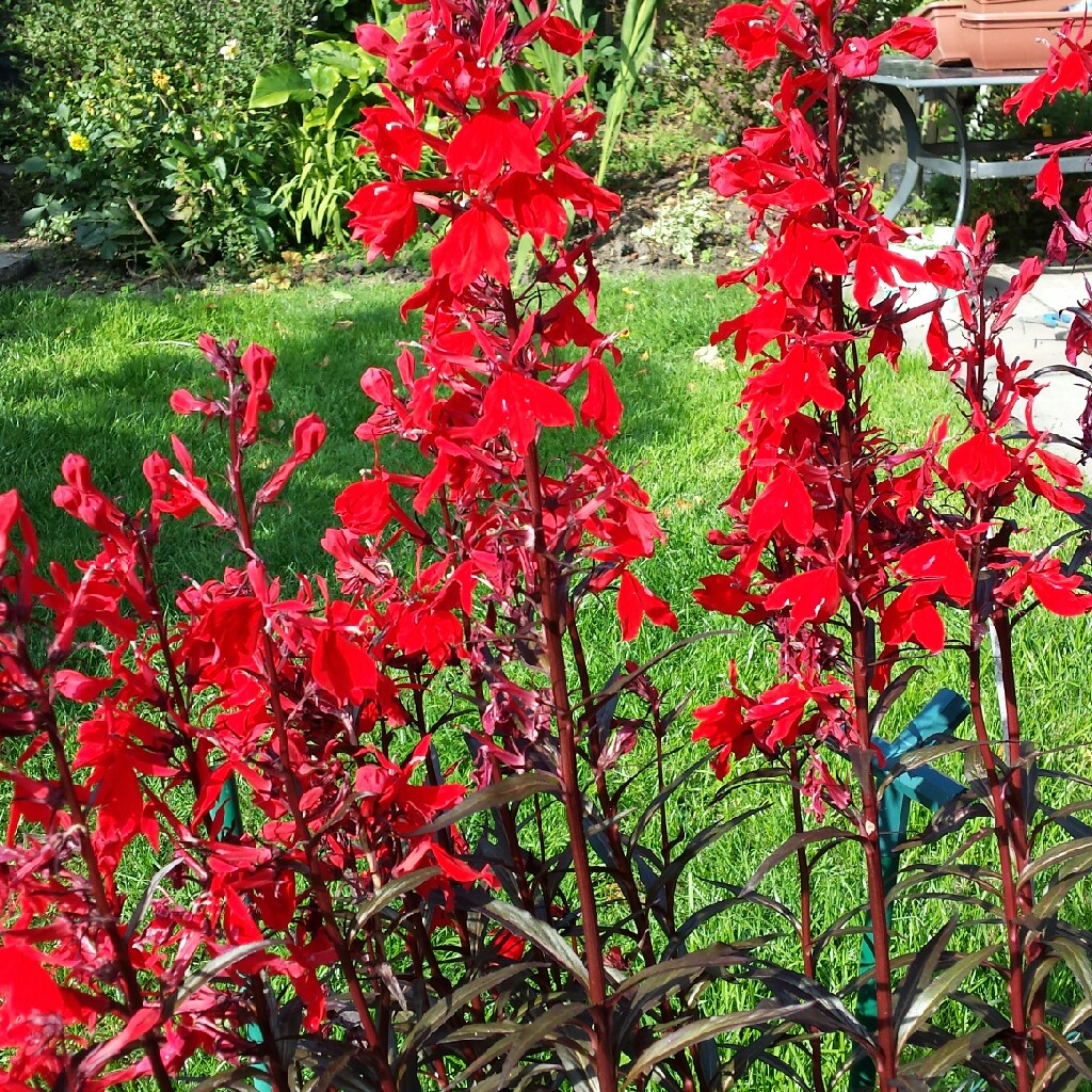 Plant image Lobelia cardinalis 'Queen Victoria'