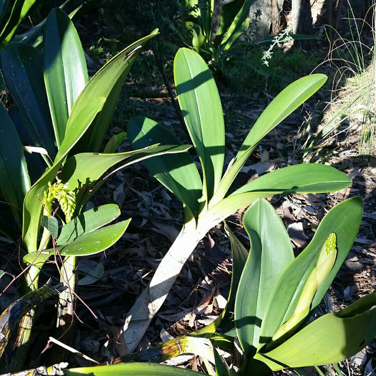 Plant image Dendrobium speciosum