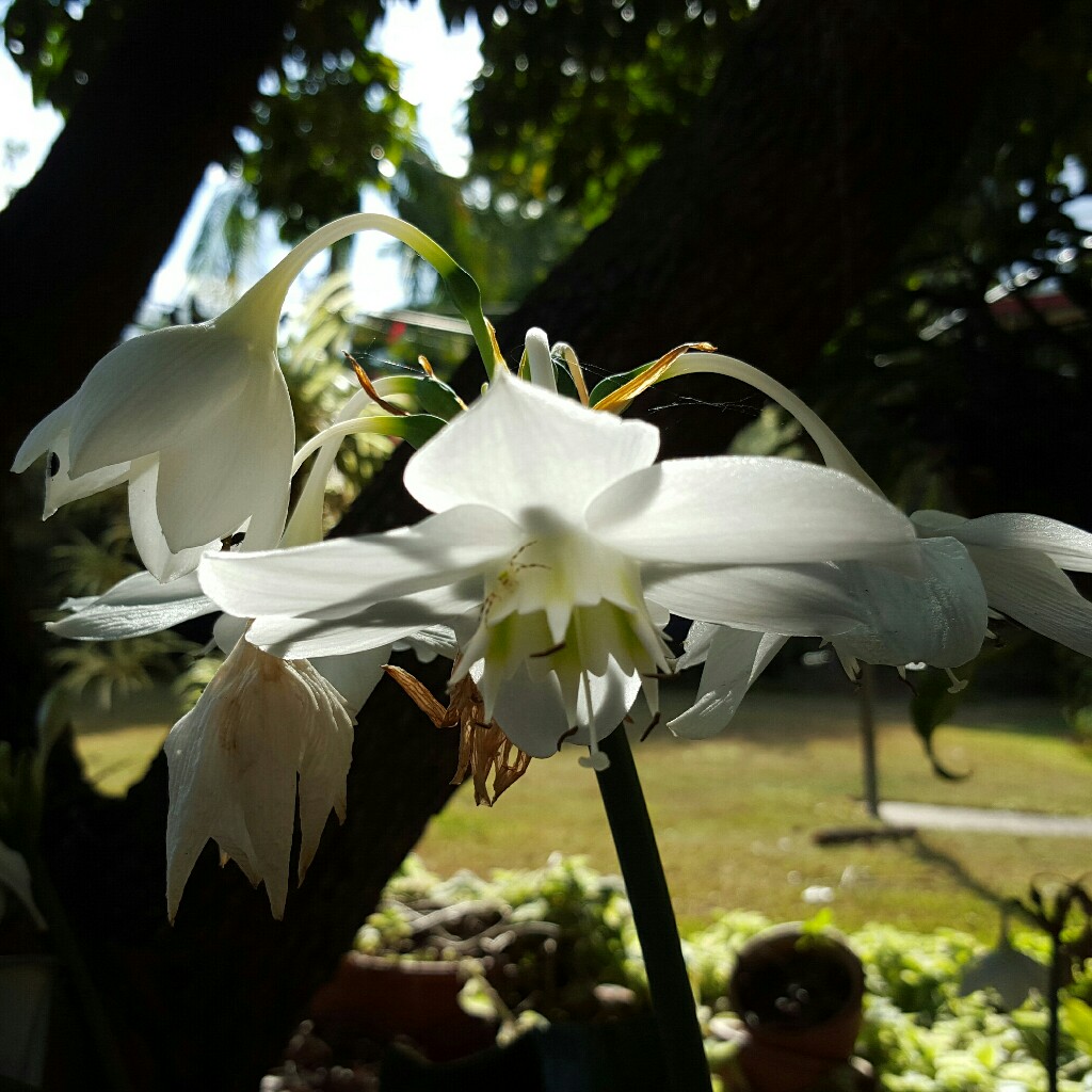 Eucharis amazonica