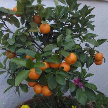 Citrus x microcarpa