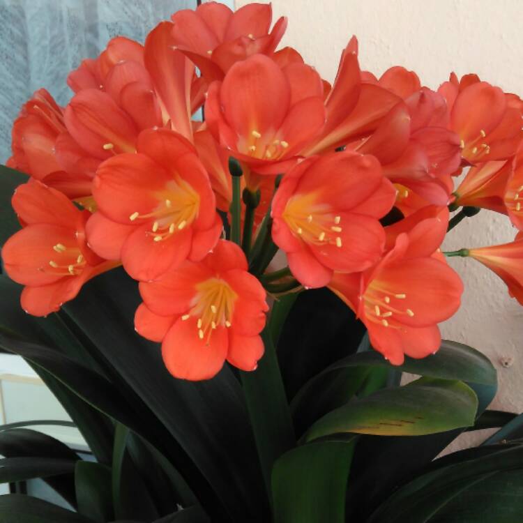 Plant image Clivia x cyrtanthiflora