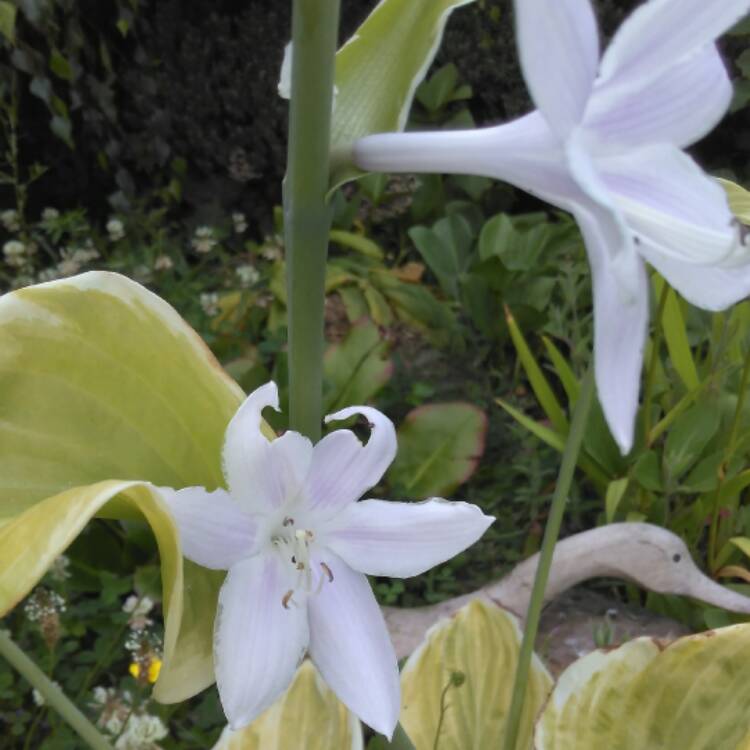 plant image 471497