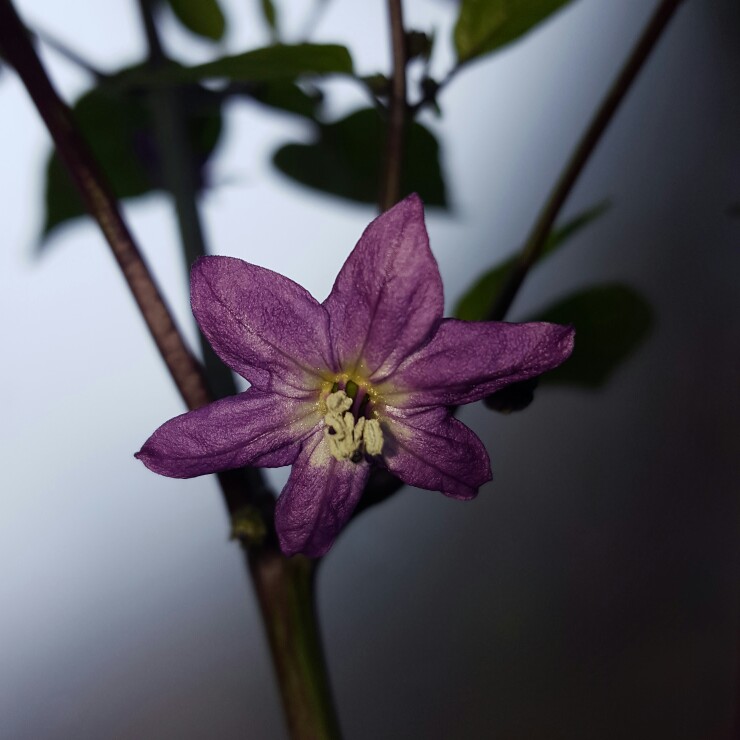 Plant image Capsicum Annuum 'Vampire'