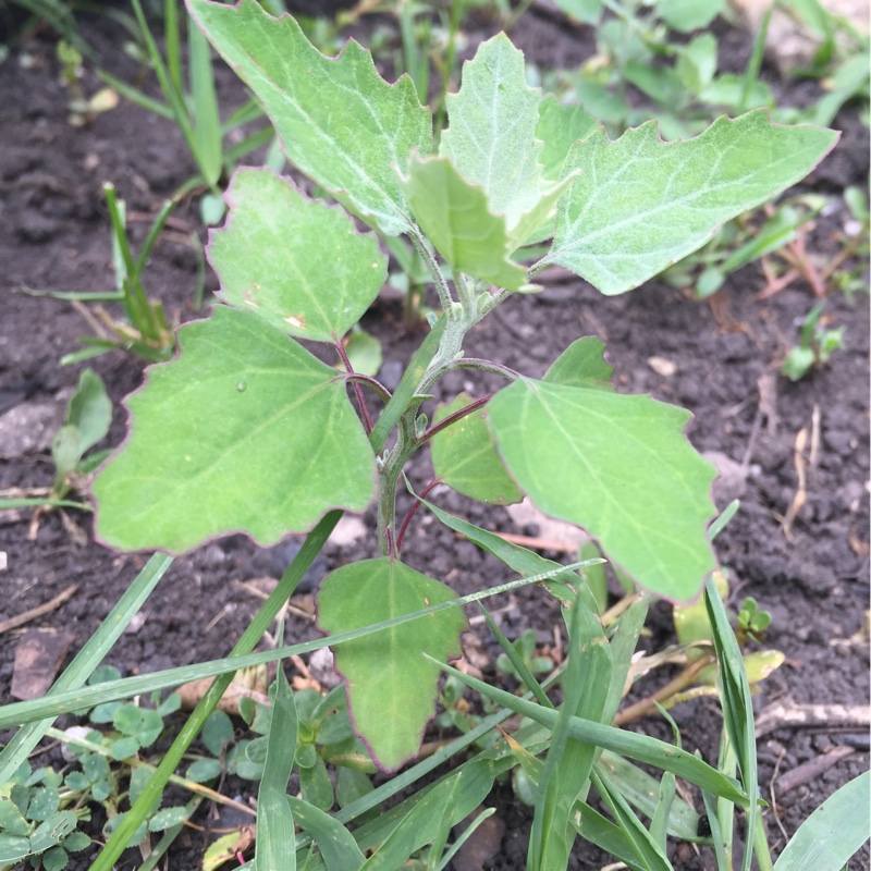 Plant image Chenopodium album