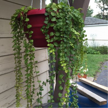 Creeping Jenny