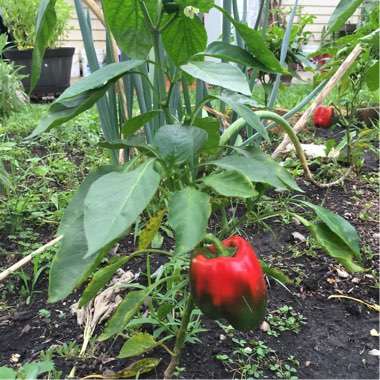 Sweet Pepper 'Californian Wonder'