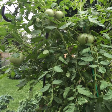 Tomato 'Purple Cherokee' (Beefsteak Tomato)