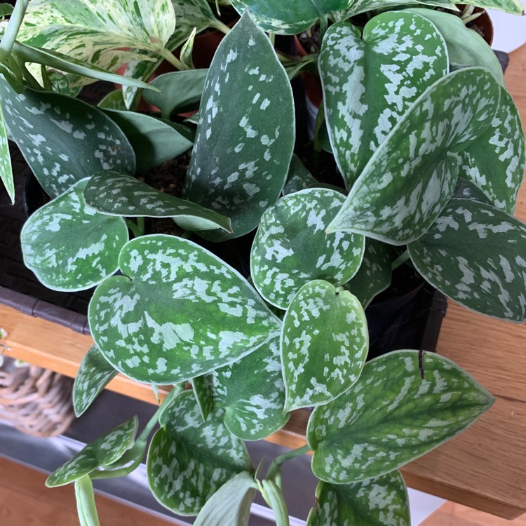 Scindapsus pictus 'Argyraeus', Silver Pothos, Devil's Ivy - uploaded by ...