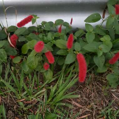 Dwarf Chenille