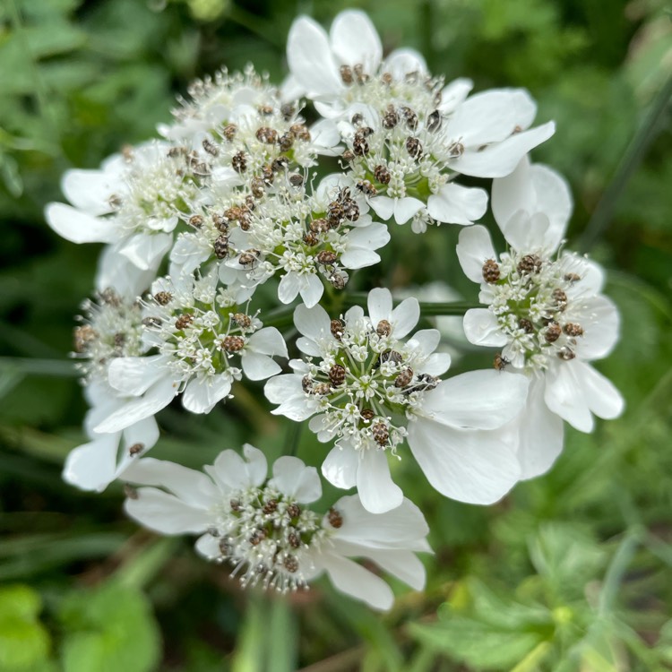 Plant image Orlaya Grandiflora