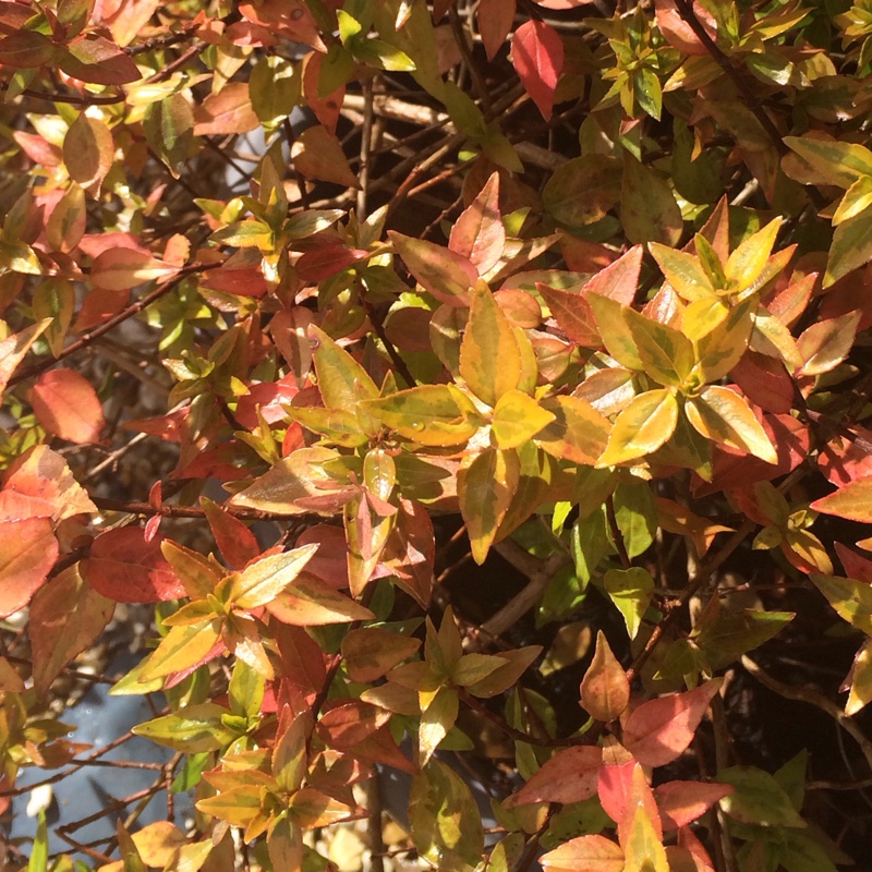 Linnaea  syn. Abelia