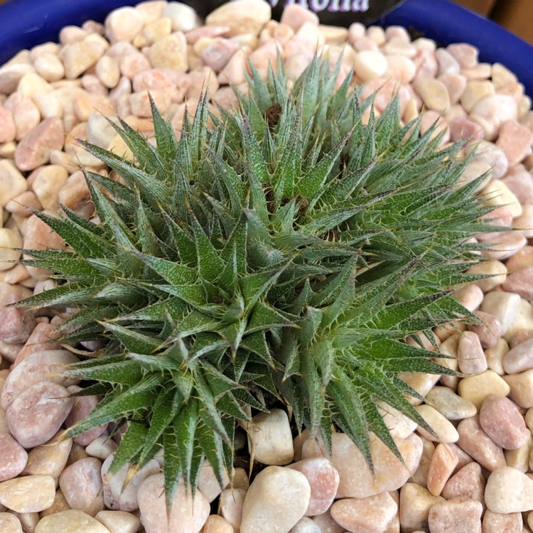 Plant image Deuterocohnia brevifolia