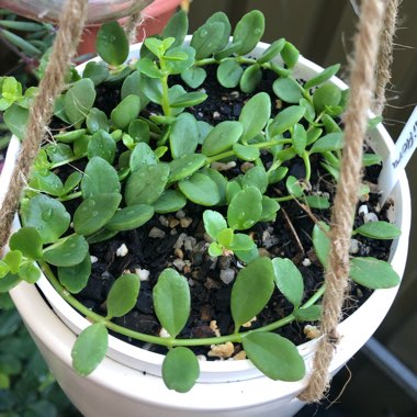 Kalanchoe uniflora 'Freedom Bells'