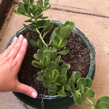 Senecio jacobsenii