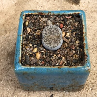 Lithops Lesliei var. Venteri