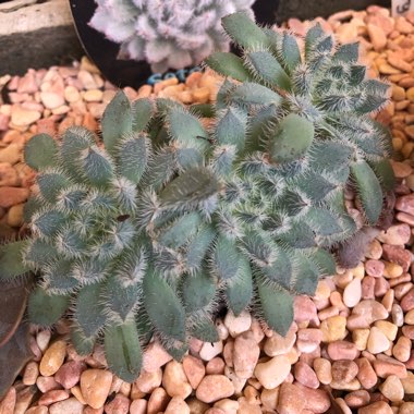 Echeveria Setosa var. Minor