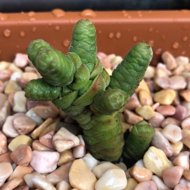 Crassula columella