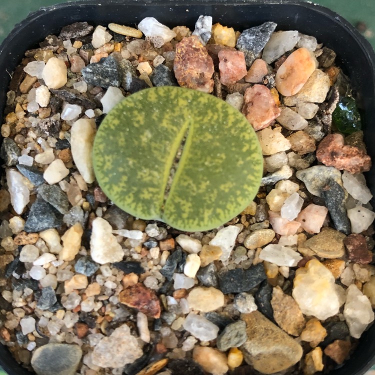 Plant image Lithops Lesliei Albinica