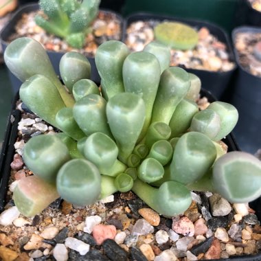 Fenestraria aurantiaca