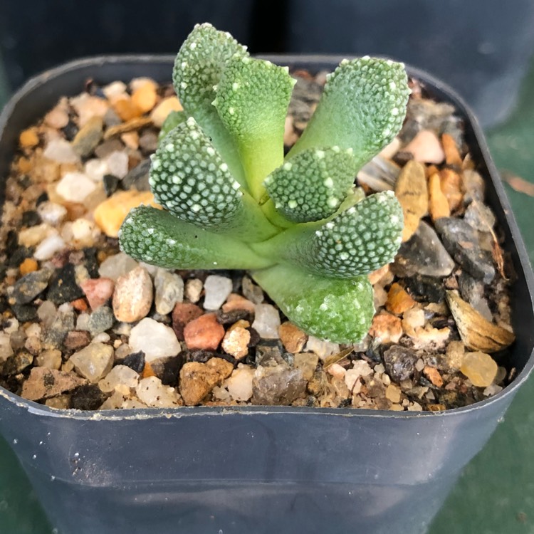 Plant image Aloinopsis luckhoffii