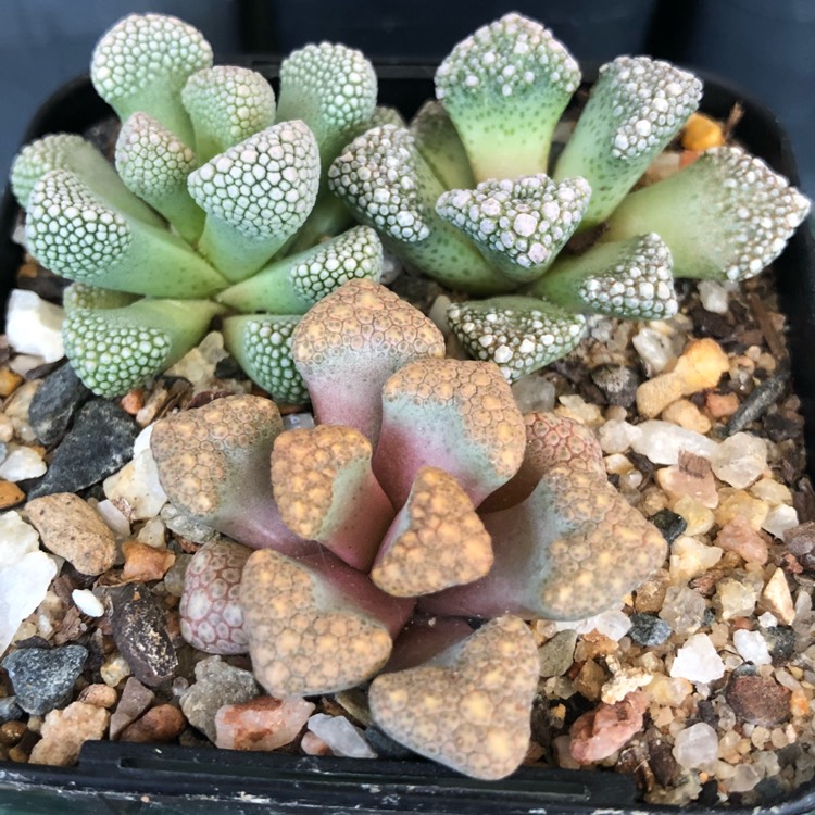 Plant image Titanopsis