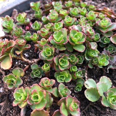 Sedum Spurium 'Fuldaglut'