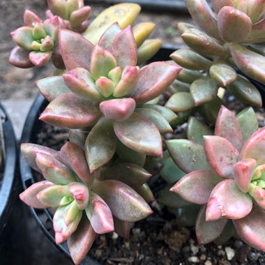 x Graptosedum Bronze